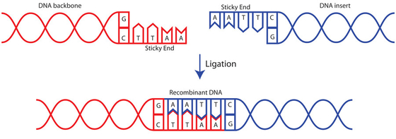 একক এনজাইম নভেল T4 DNA Ligase 400 U/UL শুধুমাত্র গবেষণা ব্যবহারের জন্য