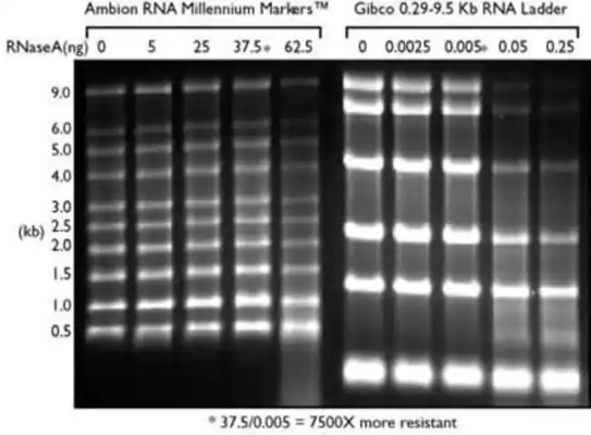 নিম্ন পরিসরের SsRNA মই এবং RNA মার্কার, ফরমামাইড RNA মই 0.125-6.0Kb