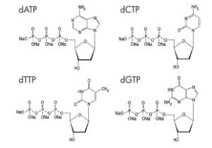 জৈব রাসায়নিক বিকারক 100 MM DNTP সেট সমাধান DATP DCTP DTTP DGTP